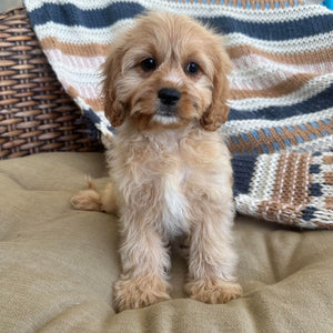 .STERLING - Male Toy Cavoodle - Ready Now