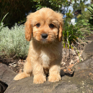 STERLING - Male Toy Cavoodle - Ready Now