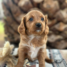Load image into Gallery viewer, STERLING - Male Toy Cavoodle - Ready 29th April
