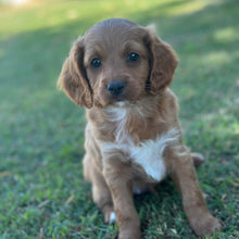 Load image into Gallery viewer, STERLING - Male Toy Cavoodle - Ready 29th April