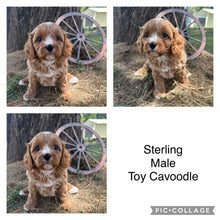 Load image into Gallery viewer, STERLING - Male Toy Cavoodle - Ready Now