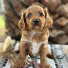 Load image into Gallery viewer, STERLING - Male Toy Cavoodle - Ready 29th April