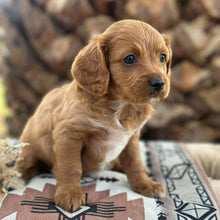 Load image into Gallery viewer, STERLING - Male Toy Cavoodle - Ready 29th April