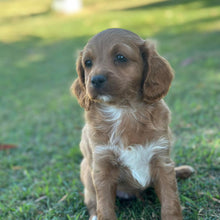 Load image into Gallery viewer, STERLING - Male Toy Cavoodle - Ready 29th April