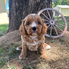 Load image into Gallery viewer, STERLING - Male Toy Cavoodle - Ready Now