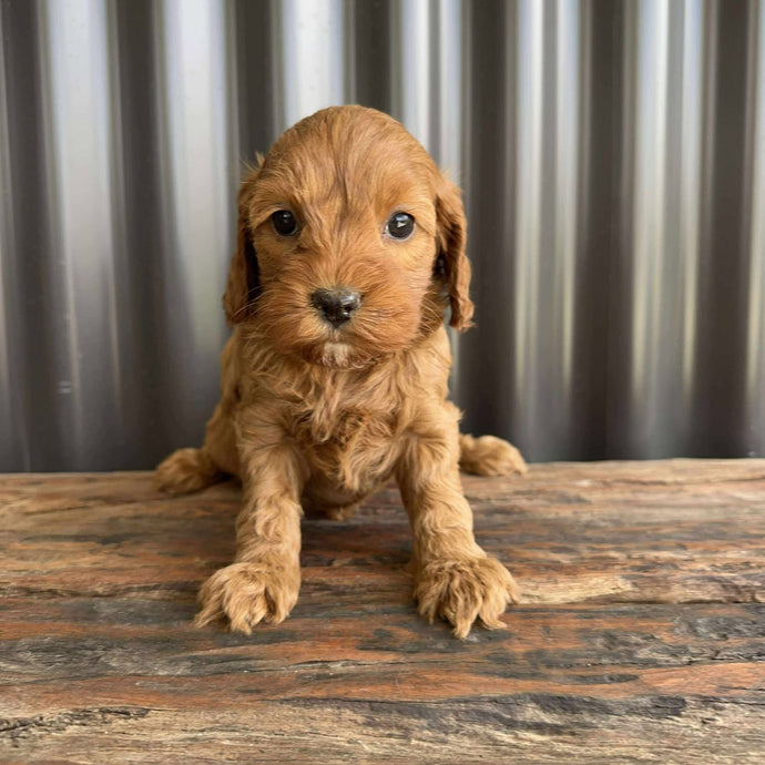 STEVIE -  Female Mini Spoodle - Ready 22nd Aug