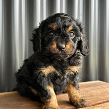 Load image into Gallery viewer, STORMY - Female Toy Cavoodle - Ready Now