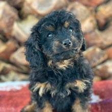 Load image into Gallery viewer, STORMY - Female Toy Cavoodle - Ready Now