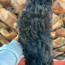 Load image into Gallery viewer, STORMY - Female Toy Cavoodle - Ready Now