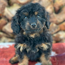 Load image into Gallery viewer, STORMY - Female Toy Cavoodle - Ready Now