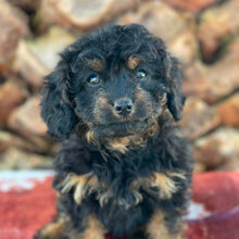 Load image into Gallery viewer, STORMY - Female Toy Cavoodle - Ready Now