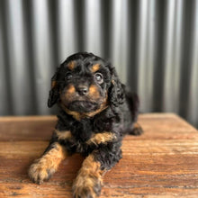 Load image into Gallery viewer, STORMY - Female Toy Cavoodle - Ready Now