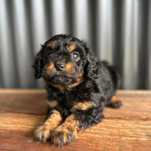 Load image into Gallery viewer, STORMY - Female Toy Cavoodle - Ready Now