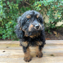 Load image into Gallery viewer, STORMY - Female Toy Cavoodle - Ready Now