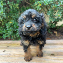 Load image into Gallery viewer, STORMY - Female Toy Cavoodle - Ready Now