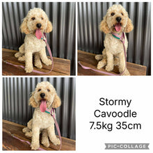 Load image into Gallery viewer, SANTA - Male Toy/Mini Cavoodle - Ready Now