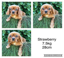Load image into Gallery viewer, STRAWBERRY - Female Cavalier - ADULT REHOMER - Ready Now