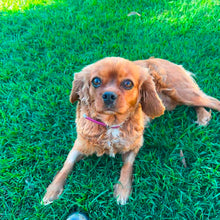 Load image into Gallery viewer, STRAWBERRY - Female Cavalier - ADULT REHOMER - Ready Now