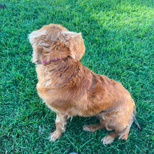 Load image into Gallery viewer, STRAWBERRY - Female Cavalier - ADULT REHOMER - Ready Now