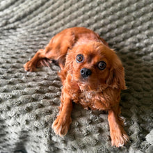 Load image into Gallery viewer, STRAWBERRY - Female Cavalier - ADULT REHOMER - Ready Now