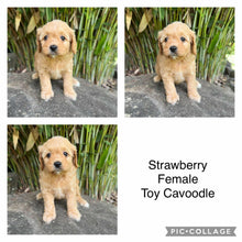 Load image into Gallery viewer, .✨STRAWBERRY - Female Toy Cavoodle - Ready 11 Feb.