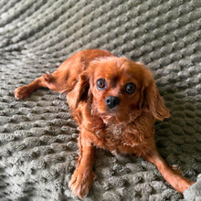 Load image into Gallery viewer, STRAWBERRY - Female Cavalier - ADULT REHOMER - Ready Now