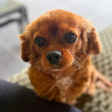 Load image into Gallery viewer, STRAWBERRY - Female Cavalier - ADULT REHOMER - Ready Now