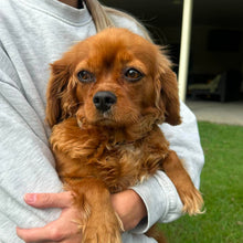 Load image into Gallery viewer, STRAWBERRY - Female Cavalier - ADULT REHOMER - Ready Now