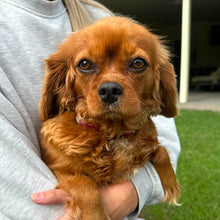 Load image into Gallery viewer, STRAWBERRY - Female Cavalier - ADULT REHOMER - Ready Now
