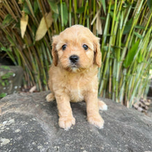 Load image into Gallery viewer, .✨STRAWBERRY - Female Toy Cavoodle - Ready 11 Feb.