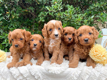 Load image into Gallery viewer, DOTTY - Female Mini Cavoodle - Ready 22nd Feb