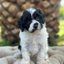 Load image into Gallery viewer, SUGAR - Female Toy Cavoodle - Ready 30th March