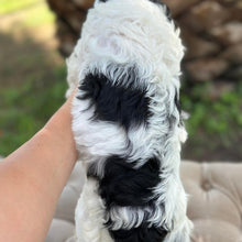 Load image into Gallery viewer, SUGAR - Female Toy Cavoodle - Ready 30th March