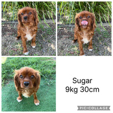Load image into Gallery viewer, SAMSON - Male Toy Cavoodle - Ready 13th Jan