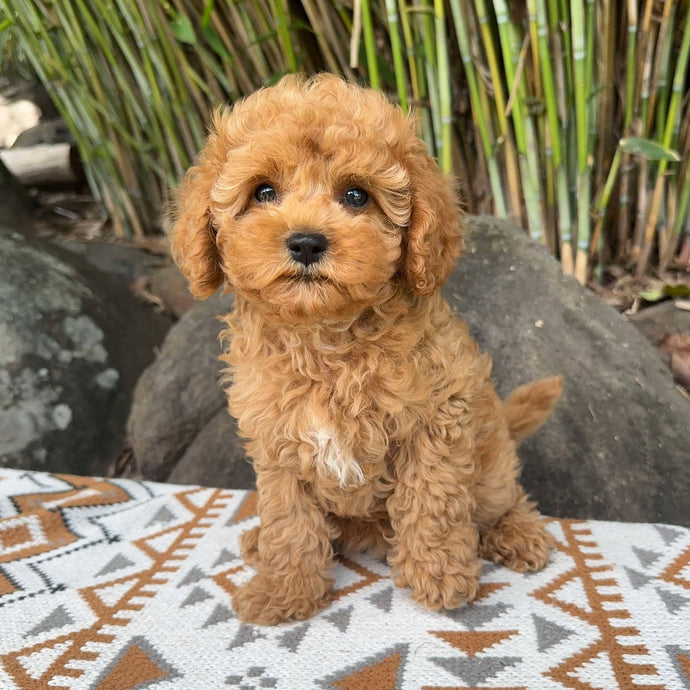 SULLIVAN - Male Toy Cavoodle - Ready Now