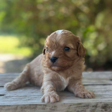 Load image into Gallery viewer, SULLY - Male Toy Cavoodle - Ready 13th Jan