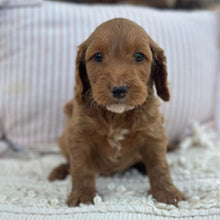 Load image into Gallery viewer, SULLY - Male Mini Spoodle - Ready 23rd Oct