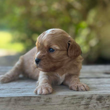 Load image into Gallery viewer, SULLY - Male Toy Cavoodle - Ready 13th Jan