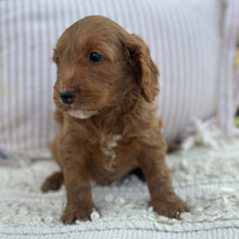 Load image into Gallery viewer, SULLY - Male Mini Spoodle - Ready 23rd Oct