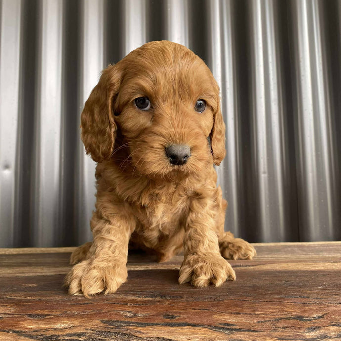 SULLY - Male Mini Spoodle - Ready 22nd Aug
