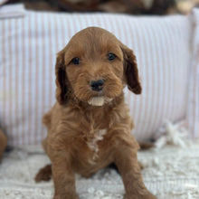 Load image into Gallery viewer, SULLY - Male Mini Spoodle - Ready 23rd Oct