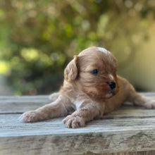 Load image into Gallery viewer, SULLY - Male Toy Cavoodle - Ready 13th Jan