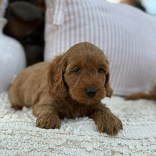 Load image into Gallery viewer, SUMMER - Female Mini Spoodle - Ready 23rd Oct