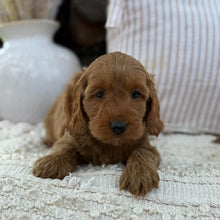 Load image into Gallery viewer, SUMMER - Female Mini Spoodle - Ready 23rd Oct