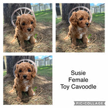 Load image into Gallery viewer, SUSIE - Female Toy Cavoodle - Ready Now