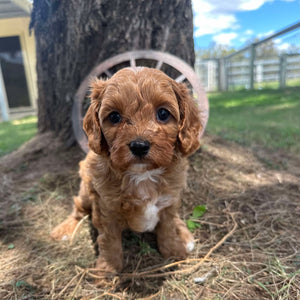 SUSIE - Female Toy Cavoodle - Ready Now