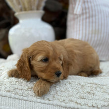 Load image into Gallery viewer, SUZIE - Female Mini Spoodle - Ready 23rd Oct