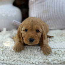 Load image into Gallery viewer, SUZIE - Female Mini Spoodle - Ready 23rd Oct