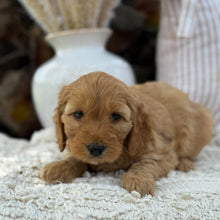 Load image into Gallery viewer, SUZIE - Female Mini Spoodle - Ready 23rd Oct
