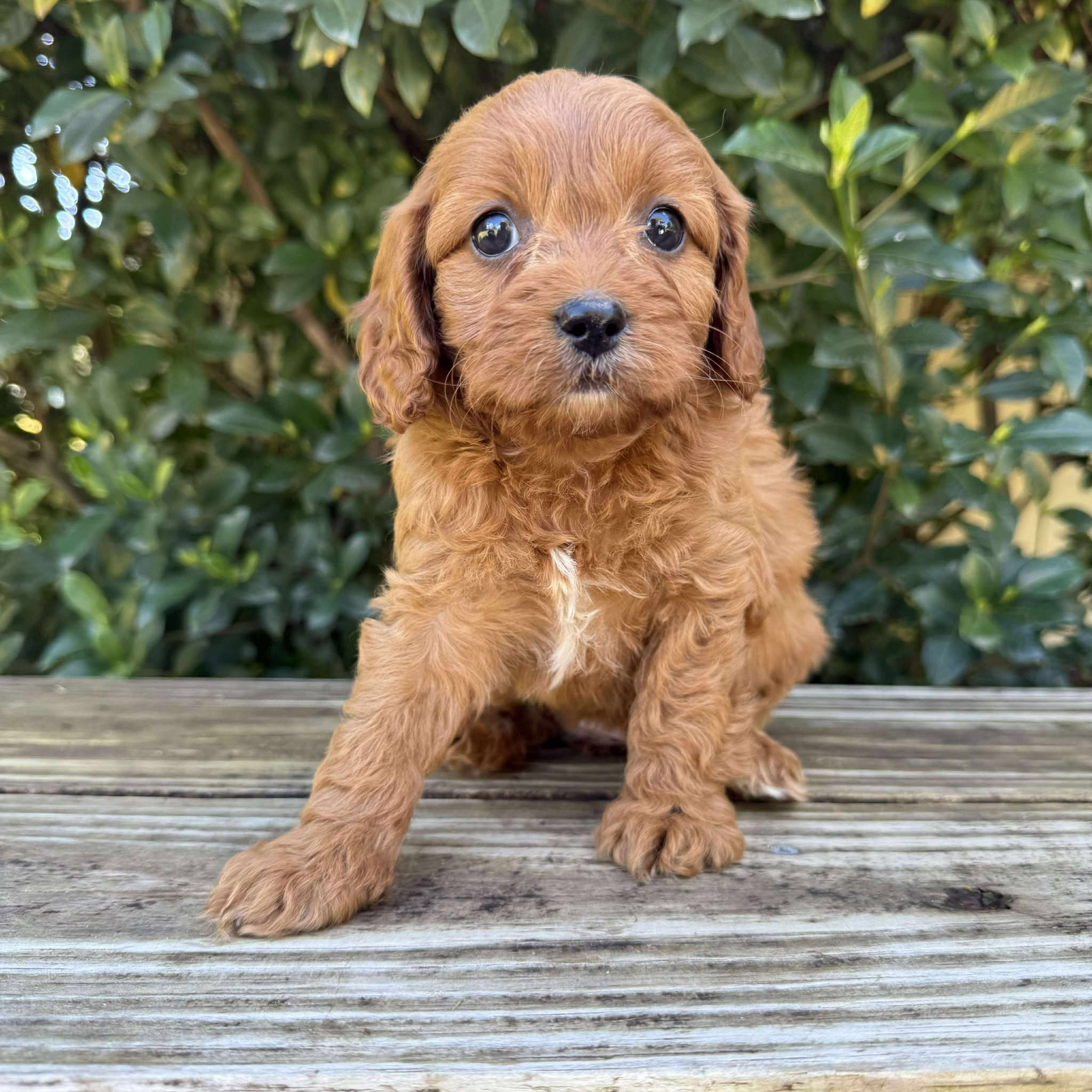 Full Grown Cutest Cavoodles SWEETIE Female Toy Cavoodle Ready 10th